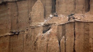 Pressefoto_10_Spanien in 7 Stunden_EMP_Wueste_Geier