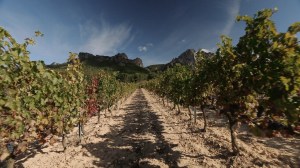 Pressefoto_8_Spanien in 7 Stunden_EMP_Wein_1