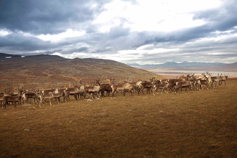 Lappland Sami PeopleTina Rentzsch17small