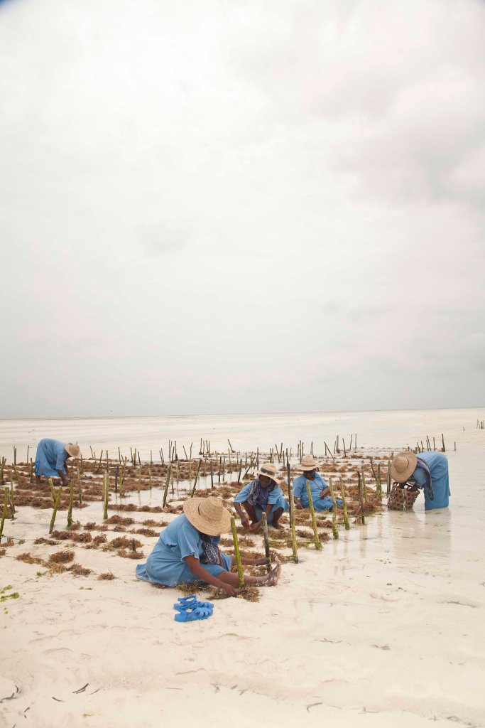 Zanzibar_SeaweedCenterTinaRentzsch_small21