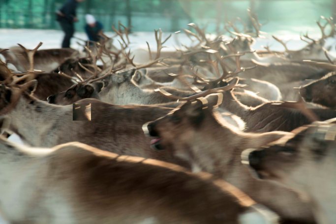 lappland_small_tinarentzsch